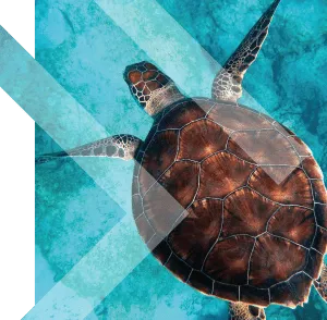 Turtle BG 01