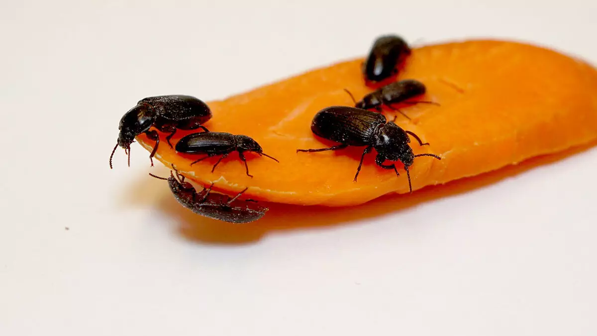 Beta Hatch