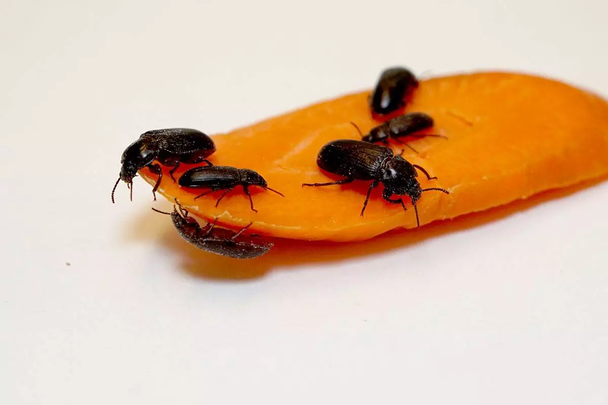 Beta Hatch