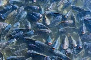 fish farm 02